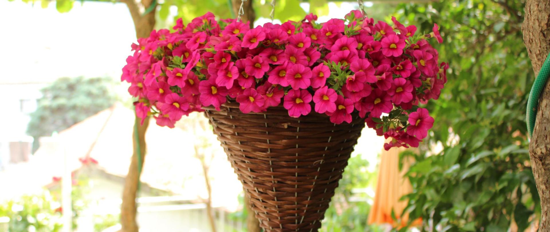 Guest House Tomanovic